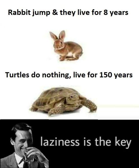 rabbit turtle mj.jpg